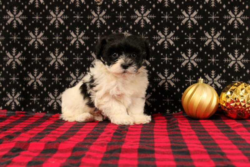 puppy, for, sale, Maltipoo, Matthew B. Stoltzfus, dog, breeder, Gap, PA, dog-breeder, puppy-for-sale, forsale, nearby, find, puppyfind, locator, puppylocator, aca